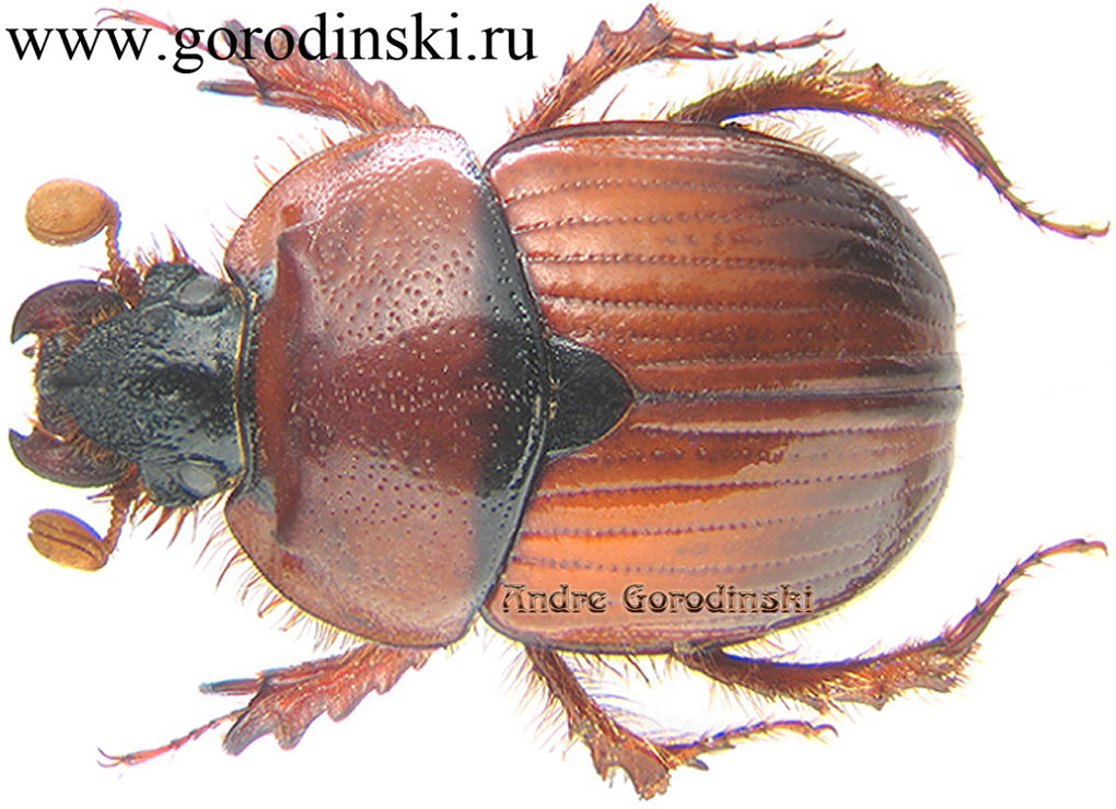 http://www.gorodinski.ru/geotrupes/Bolbocerodema gorodinskii.jpg